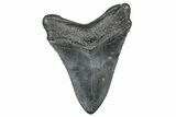Fossil Megalodon Tooth - South Carolina #371756-2